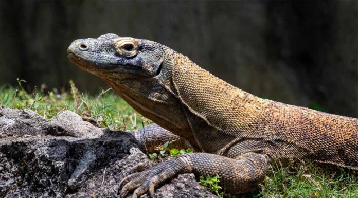 Ινδία: Άνδρες βίασαν, σκότωσαν & έφαγαν σαύρα υπό εξαφάνιση – «Δεν έχω ξαναδεί τέτοιο έγκλημα στο παρελθόν» Άνδρες βίασαν, σκότωσαν & έφαγαν σαύρα υπό εξαφάνιση