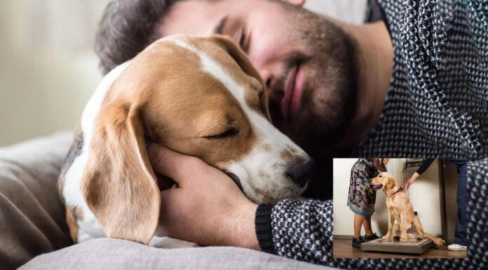 Πόσο βαρύς πρέπει να είναι ο σκύλος μου; Συμβουλές για τον υπολογισμό του βάρους του σκύλου Πόσο βαρύς πρέπει να είναι ο σκύλος μου;