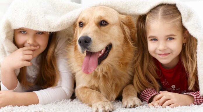 Πώς να καθαρίσετε τα ούρα του σκύλου από το χαλί σε 5 βήματα Πώς να καθαρίσετε τα ούρα του σκύλου από το χαλί σε 5 βήματα