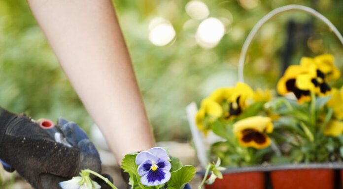 7 σπιτικά ζιζανιοκτόνα χωρίς χημικά που μπορείτε να βρείτε στο ντουλάπι της κουζίνας σας 7 σπιτικά ζιζανιοκτόνα χωρίς χημικά
