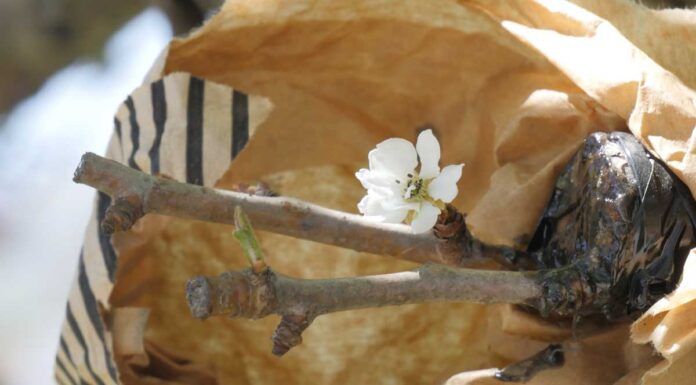 Εμβολιασμός ( Μπόλιασμα) Αχλαδιάς ο εμβολιασμός είναι μια τεχνική που χρησιμοποιείται για τον πολλαπλασιασμό συγκεκριμένων ποικιλιών φρούτων