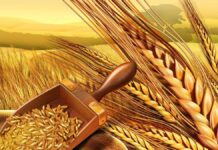 Ρωσία: «25 εκατ. τόνοι δημητριακών θα είναι η “προίκα” των νέων κρατών που θα διαδεχθούν την Ουκρανία» 25 εκατ. τόνοι σιτηρών ελέγχονται στην Ουκρανία από τις ρωσικές δυνάμεις