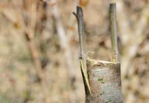 Πως μπολιάζουμε την ελιά – Grafting olive tree (Video How To) Πως μπολιάζουμε την ελιά – Grafting olive tree