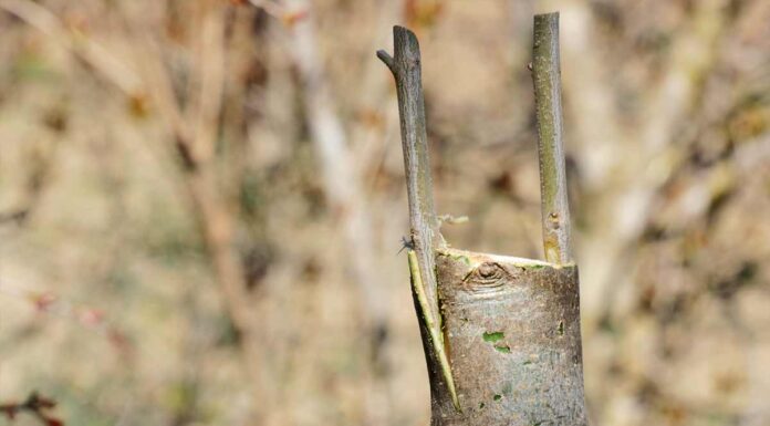 Πως μπολιάζουμε την ελιά – Grafting olive tree (Video How To) Πως μπολιάζουμε την ελιά – Grafting olive tree