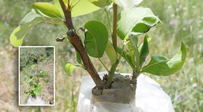 Καταγωγή της αχλαδιάς και μπόλιασμα Καταγωγή της αχλαδιάς και μπόλιασμα