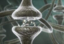 Ναι οι σκέψεις μας αλλάζουν τον εγκέφαλο, τα κύτταρα και τα γονίδιά μας