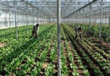 Δικάζεται ο 32χρονος εργάτης για την επίθεση στην 50χρονη ιδιοκτήτρια του θερμοκηπίου