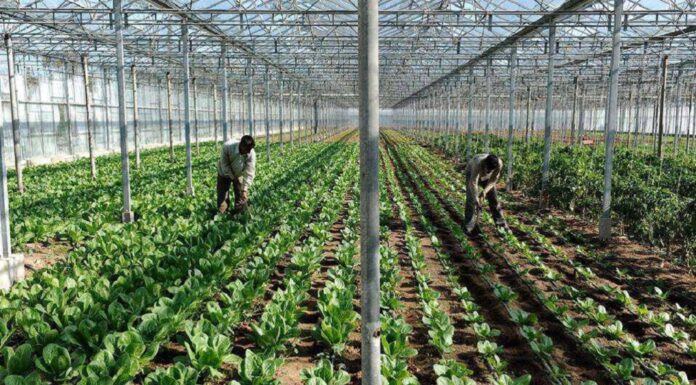 Δικάζεται ο 32χρονος εργάτης για την επίθεση στην 50χρονη ιδιοκτήτρια του θερμοκηπίου