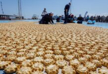 Το μεγαλύτερο «μωσαϊκό» από καλιτσούνια στον κόσμο έγινε πριν λίγες ημέρες στην Κρήτη και κατάφερε να μπει στο Guinness World Records