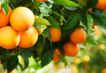 Πορτοκάλια Mandarin VS Clementines Μανταρίνια