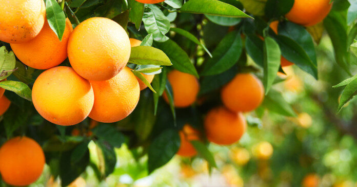 Πορτοκάλια Mandarin VS Clementines Μανταρίνια