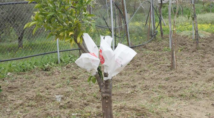Το μπόλιασμα (κέντρωμα) των δέντρων. Οι τρόποι και πότε γίνεται Εγκεντρισμός (Μπόλιασμα)
