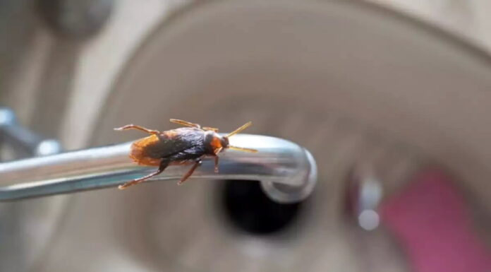 Το σιχαίνονται! Αυτή τη μυρωδιά απεχθάνονται οι κατσαρίδες