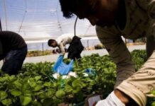 Τεράστιο θέμα με τους εργάτες γης – Ζητούν άμεση λύση οι αγρότες