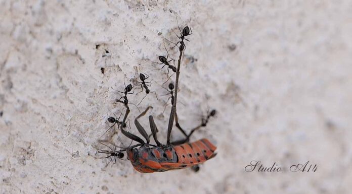 Η εκπληκτική κοινωνία των μυρμηγκιών Η εκπληκτική κοινωνία των μυρμηγκιών