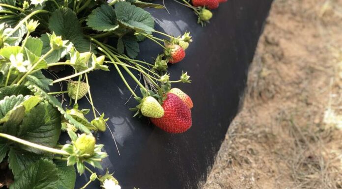 Φράουλα, το αγαπήμενο φρούτο μικρών και μεγάλων