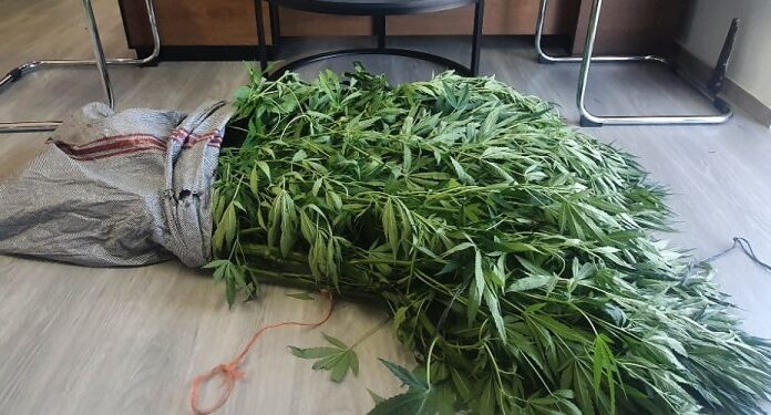 Στο σπίτι είχε το χασίς, στον κήπο τα δενδρύλλια