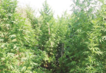 Χανιά: Καλλιεργούσαν επιμελώς 2.360 δενδρύλλια κάνν