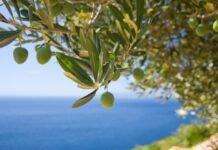 Χρονιά ρεκόρ για την ελαιοπαραγωγή στην Κρήτη – Αν το επιτρέψει ο…. δάκος