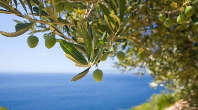 Χρονιά ρεκόρ για την ελαιοπαραγωγή στην Κρήτη – Αν το επιτρέψει ο…. δάκος