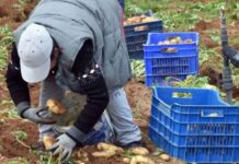 Αγροτικός Σύλλογος Ιεράπετρας: Αποφασίζει κινητοποιήσεις διαρκείας για τους εργάτες γης