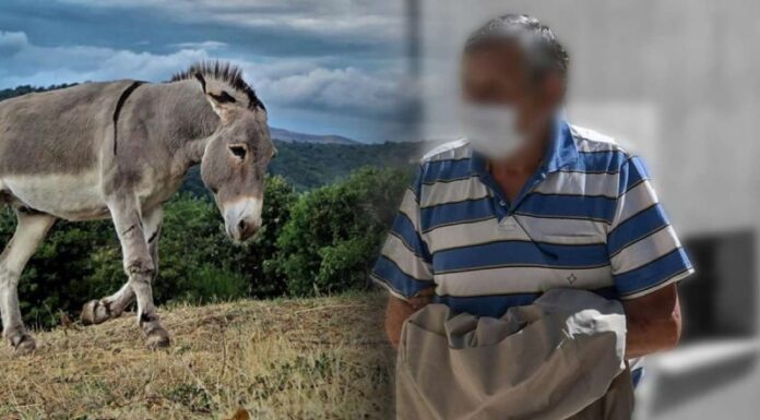 Ζίτσα Ιωαννίνων: Τέλος το μαρτύριο για το γαϊδουράκι! Του έγινε… ευθανασία – Οργή από τους συγχωριανούς για τον πρώην αντιδήμαρχο