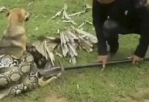 Συγκλονιστικό βίντεο: Η μάχη μικρών παιδιών για να σώσουν τον σκύλο τους από ένα πύθωνα που τον σφίγγει «μέχρι θανάτου» Συγκλονιστικό βίντεο: Η μάχη μικρών παιδιών για να σώσουν τον σκύλο τους από ένα πύθωνα που τον σφίγγει «μέχρι θανάτου»