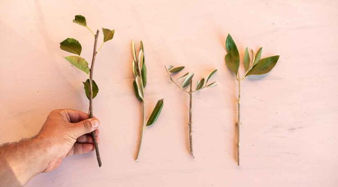 Πώς επιλέγουμε εμβόλια για το μπόλιασμα των καρποφόρων δέντρων Πώς επιλέγουμε εμβόλια για το μπόλιασμα των καρποφόρων δέντρων