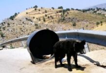 Εντοπίστηκε ένα ακόμη «βαρελόσκυλο» στα Κεραμειά – Συνελήφθη ο «κηδεμόνας» του σκύλου