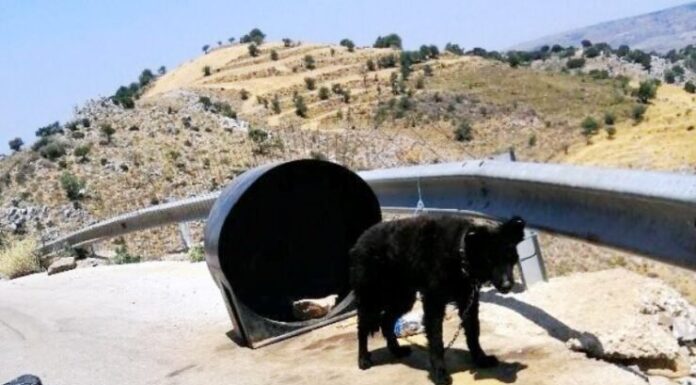 Εντοπίστηκε ένα ακόμη «βαρελόσκυλο» στα Κεραμειά – Συνελήφθη ο «κηδεμόνας» του σκύλου