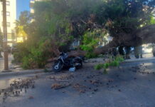 Έπεσε δέντρο και σκότωσε άντρα στη Λεωφόρο Δημοκρατίας – φωτό
