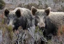 Θεσσαλονίκη: 9.000-10.000 αγριογούρουνα «πολιορκούν» την πόλη! – Το υβρίδιο που έχει δημιουργηθεί κυριάρχησε Θεσσαλονίκη: 9.000-10.000 αγριογούρουνα «πολιορκούν» την πόλη! – Το υβρίδιο που έχει δημιουργηθεί κυριάρχησε