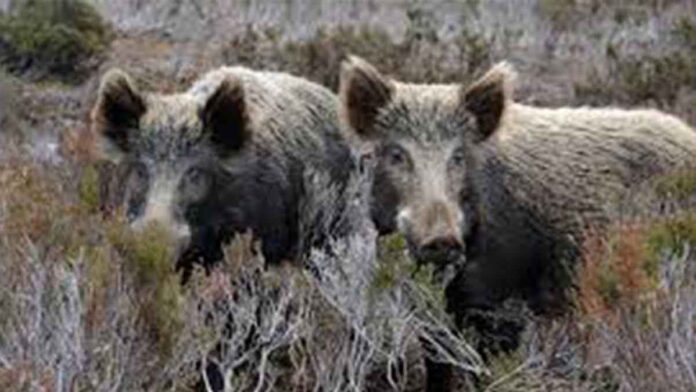 Θεσσαλονίκη: 9.000-10.000 αγριογούρουνα «πολιορκούν» την πόλη! – Το υβρίδιο που έχει δημιουργηθεί κυριάρχησε