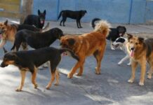 Καλαμάτα: Αγέλη σκύλων κατασπάραξε 34χρονη έξω από τη δουλειά της