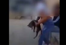 Ρέθυμνο: Στην αστυνομία η ανήλικη με τον πατέρα της για την κακοποίηση γάτας – Της επιβλήθηκε διοικητικό πρόστιμο