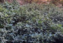 Ροδιά: Είχαν κρεμάσει κομποσκοίνια στην χασισοφυτεία μαμούθ στη Μονή Σαββαθιανών