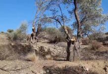 Μεσαρά: Ανήμερα της γιορτής του… του έκοψαν όλες τις ελιές! – Σοκ για συνταξιούχο αγροφύλακα (βίντεο)