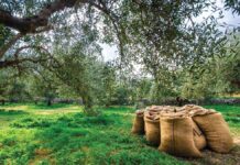 Πλησιάζει το λιομάζωμα στην Κρήτη, αλλά τα εργατικά χέρια… αγνοούνται!