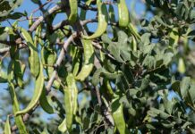 10 μυστικά για την καλλιέργεια της χαρουπιάς 10 μυστικά για την καλλιέργεια της χαρουπιάς