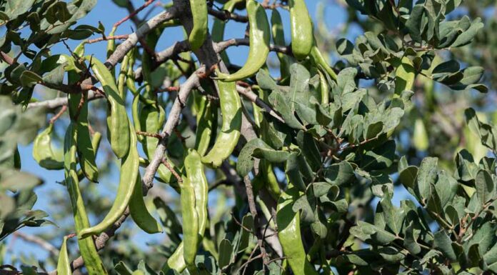 10 μυστικά για την καλλιέργεια της χαρουπιάς 10 μυστικά για την καλλιέργεια της χαρουπιάς