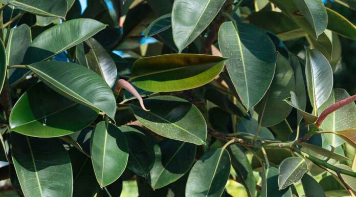 Φίκος ελάστικα: 12 Συμβουλές φροντίδας στον κήπο και σε γλάστρα Σε νότιες ζεστές περιοχές της χώρας μας, ο φίκος ελάστικα φυτεύεται και σε εξωτερικό χώρο, σε κήπους, πλατείες και πάρκα, όπου εμφανίζει έντονη ανάπτυξη και γίνεται ένα ψηλό δέντρο.