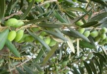 Κρήτη: Ηλικιωμένος βγάζει το λάδι της χρονιάς από… μια ελιά στην αυλή του! (βίντεο)