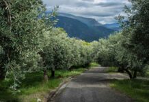 Κρήτη: Μπήκε στο λιόφυτο και του έκοψε από τη ρίζα 42 ελιές!