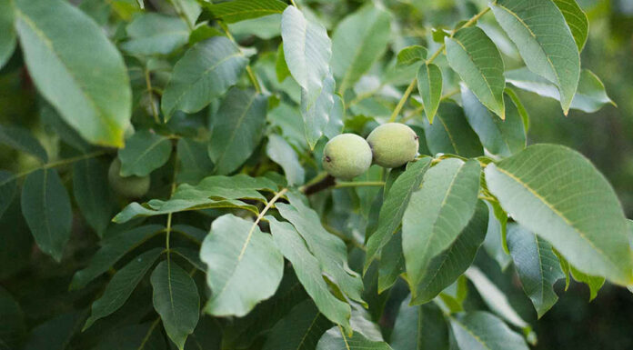 Μυστικά για την καλλιέργεια της καρυδιάς