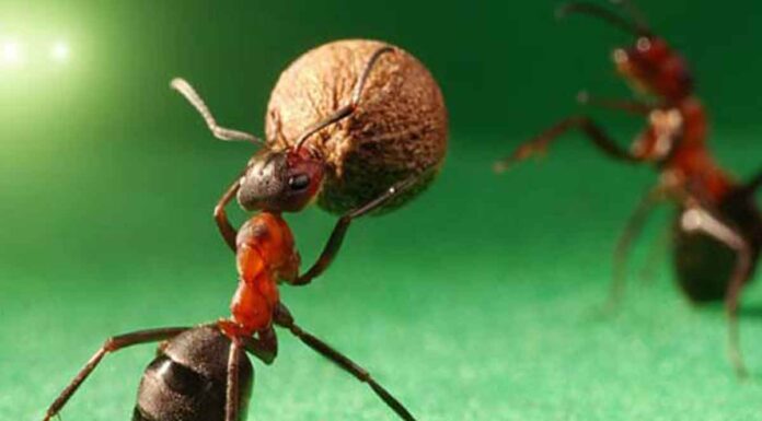 …αλεύρι αλεσμένο ημέρα Κυριακή στη μυρμηγκοφωλιά γιατί μ αυτό ψοφούσαν οι μελίτακες