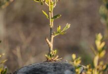 Πως μπολιάζουμε ελιά – Grafting olive tree (Video How To)