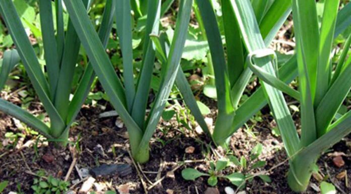 Πώς προήλθε η φράση “Τον έπιασαν στα πράσα