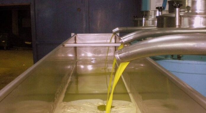 Ελαιόλαδο: Πότε αναμένεται να υποχωρήσουν οι τιμές – Προβλέψεις για την παραγωγή Ελαιόλαδο: Πότε αναμένεται να υποχωρήσουν οι τιμές