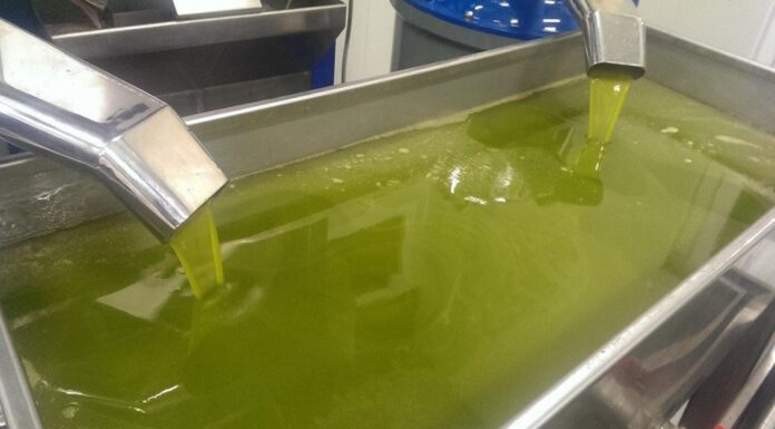 Έρχεται νέα «εκτόξευση» στην τιμή του ελαιόλαδου – Πρόεδρος ΙΝΚΑ: «Θα ξεπεράσει τα 24 ευρώ το λίτρο στο ράφι των σούπερ μάρκετ»