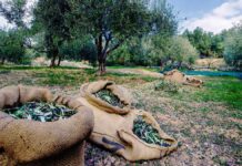Η ελαιοσυγκομιδή έχει απορροφήσει την πλειοψηφία του εργατοτεχνικού προσωπικού